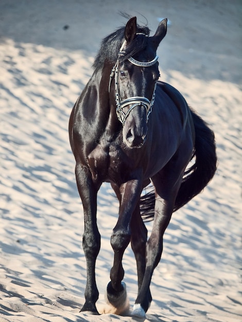 Zwart paard loopt op het zand.