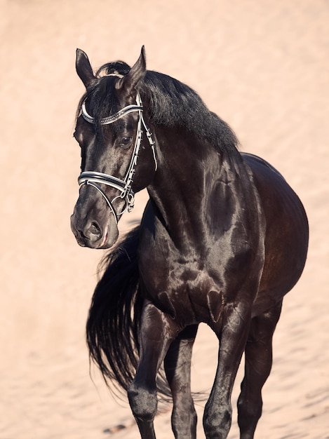 Zwart paard loopt op het zand.