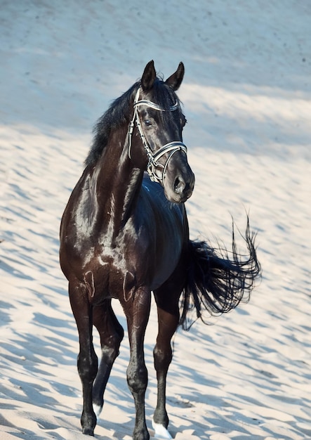 Zwart paard loopt op het zand.