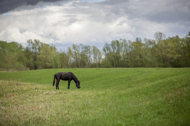 Zwart paard op een groen veld