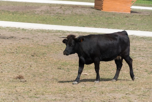 Foto zwart paard op het veld.