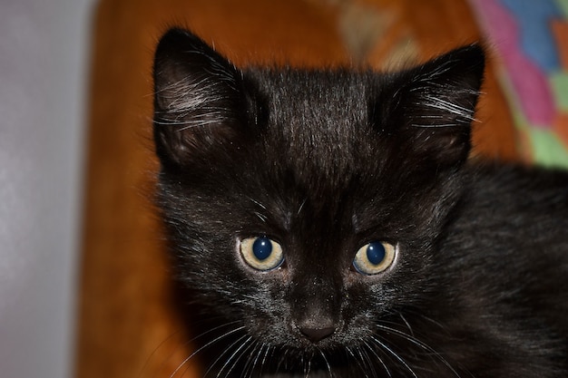 Foto zwart pluizig katje in huis