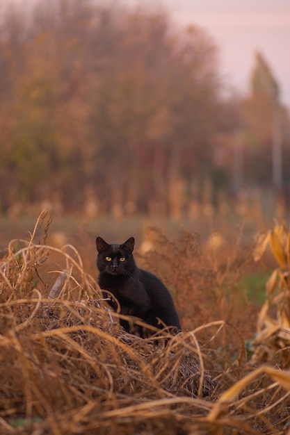 Zwart portret van kat op een achtergrond van in de herfst gedroogd geel veld