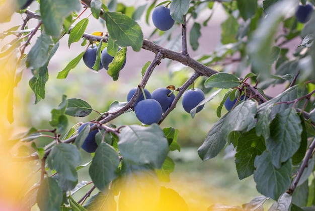 Zwart pruimenfruit hangend aan een boom