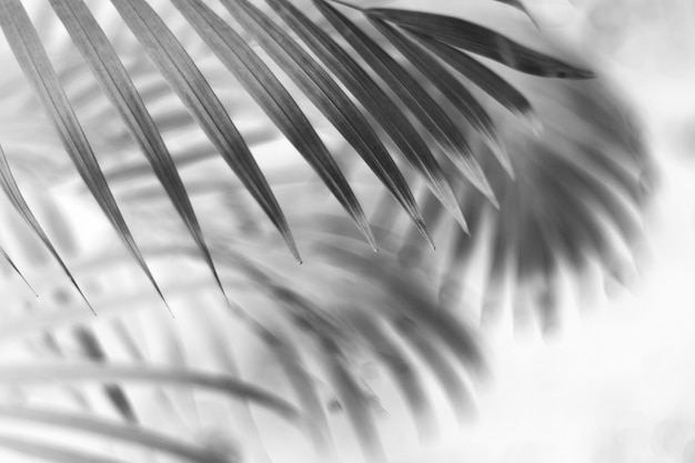 Zwart tropisch palmblad met schaduw op witte muur