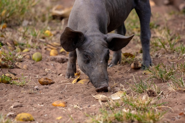 Zwart varken gefokt in boerderijstal met selectieve focus