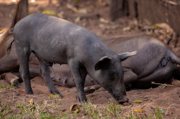 Zwart varken gefokt in boerderijstal met selectieve focus