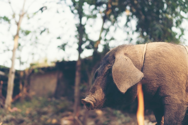 Zwart varken in lokaal landbouwbedrijf, Thailand