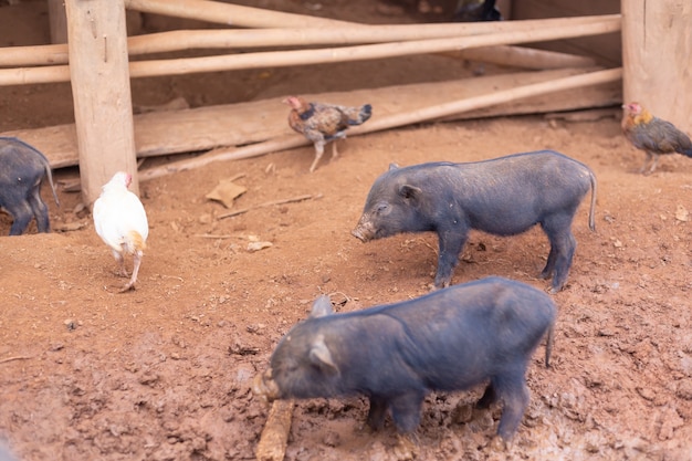 Foto zwart varken in varkenskot op boerderij.