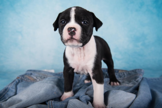 Zwart-wit Amerikaanse Staffordshireterriër hond of amstaff puppy op blauwe achtergrond