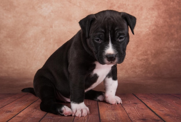 Zwart-wit Amerikaanse Staffordshireterriër hond of amstaff puppy op bruine achtergrond