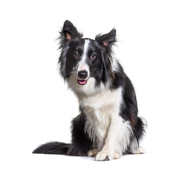 Zwart-wit Border Collie hond geïntrigeerd zitten en kijken naar camera geïsoleerd