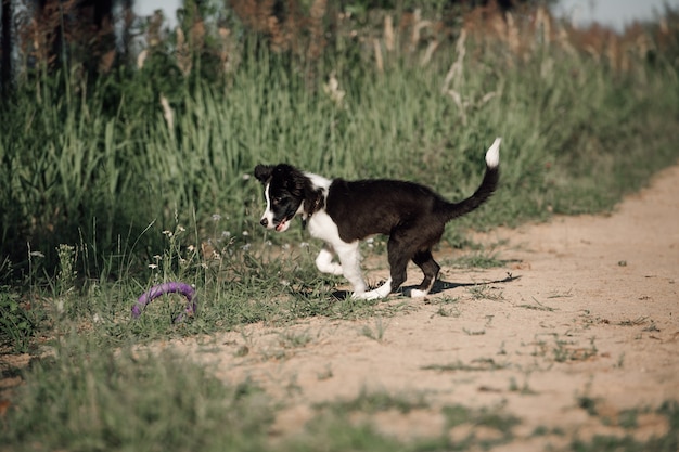 Zwart-wit border collie hond puppy in het veld