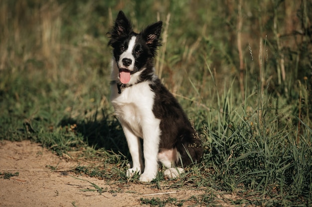 Zwart-wit border collie hond puppy in het veld