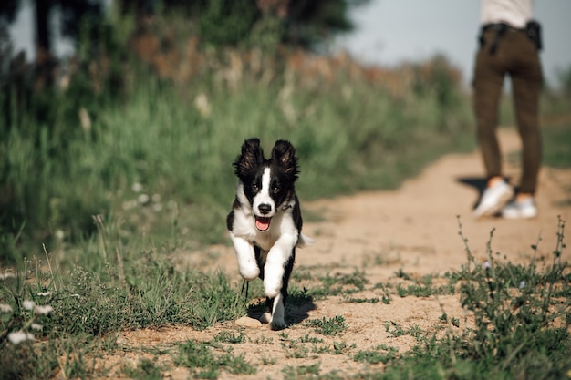 Zwart-wit border collie-hondpuppy die in het gebied lopen