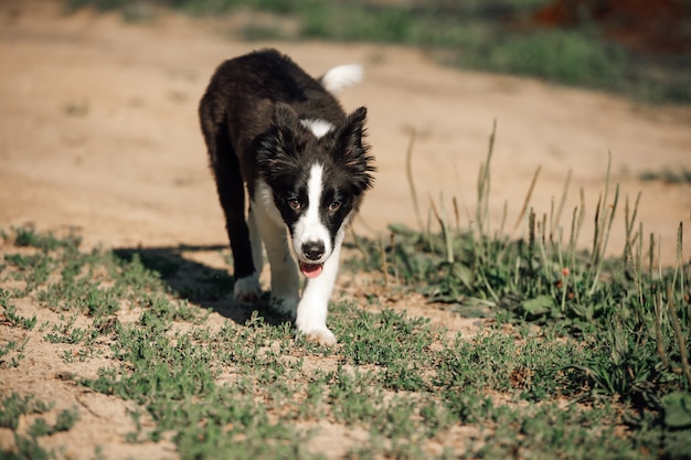 Zwart-wit border collie-hondpuppy die in het gebied lopen