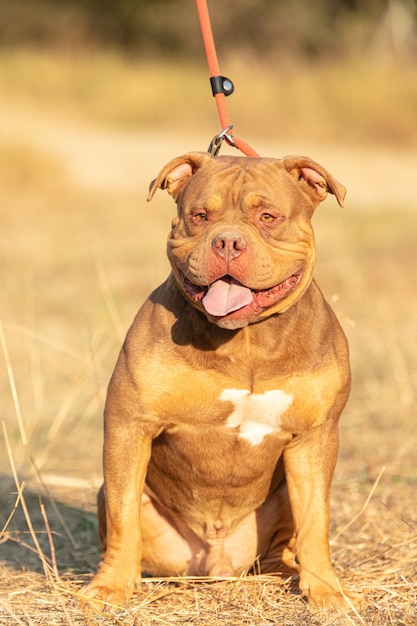 zwart-wit bullebak hond