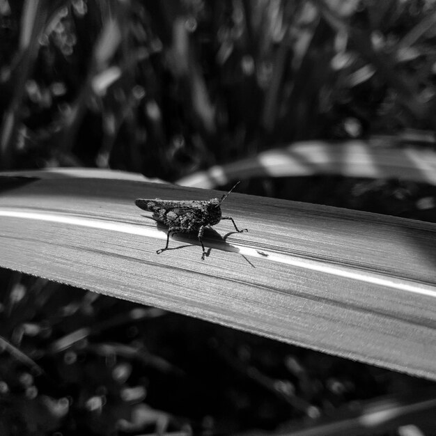 Zwart wit close-up sprinkhaan op het blad achtergrond prachtige natuur concept tropisch blad