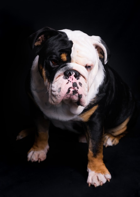 Zwart-wit Engels Bulldog zittend op zwarte achtergrond