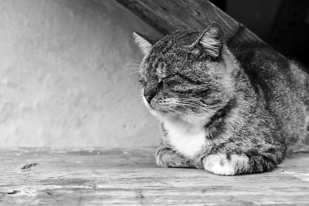 Zwart-wit foto Een bastaard grijs gestreepte kat ligt vredig te slapen op een tafel