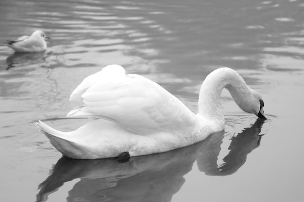 Zwart-wit foto Een witte zwaan zwemt in een vijver