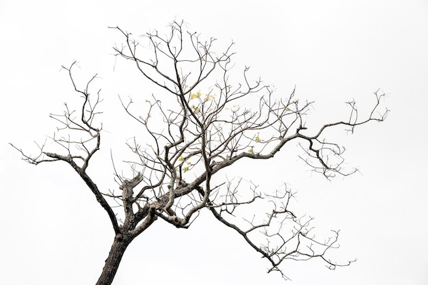 Zwart-wit foto's, dode bomen onder de lucht