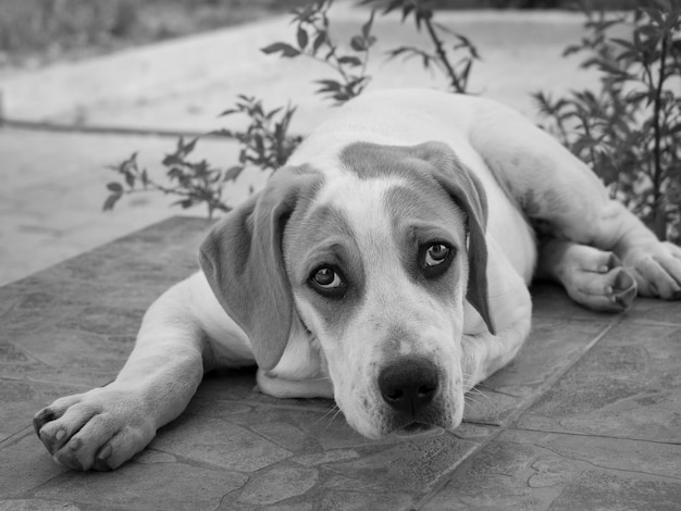 Zwart-wit foto van een puppy van een grote hond met mooie droevige ogen