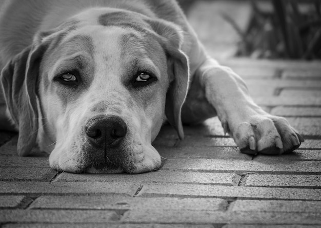 Zwart-wit foto van een puppy van een grote hond met mooie droevige ogen