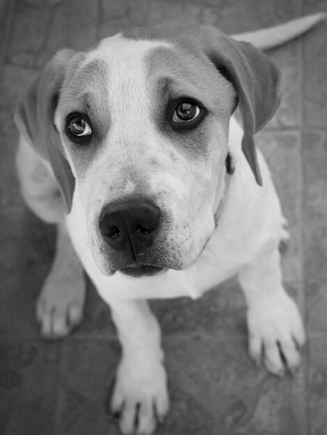 Zwart-wit foto van een puppy van een grote hond met mooie droevige ogen