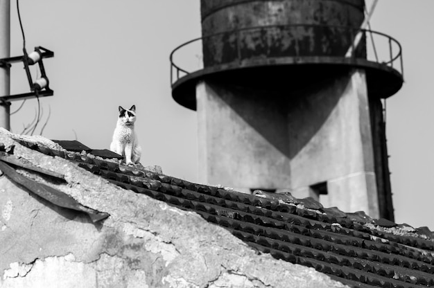 Zwart-wit foto van een zwerfkat op het dak van een gebouw