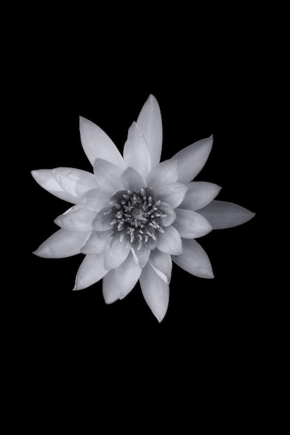 zwart-wit foto van prachtige bloemen