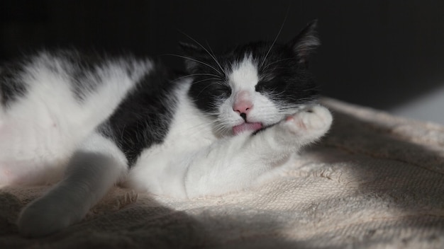 Zwart-wit gemengd ras kat likt poot Huisdier verwarming en ontspannen op lichtbeige geweven plaid