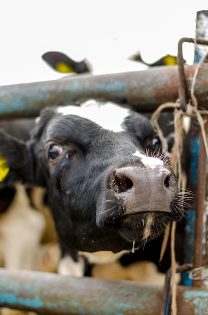 Zwart-wit holstein koeien in een hok close-up