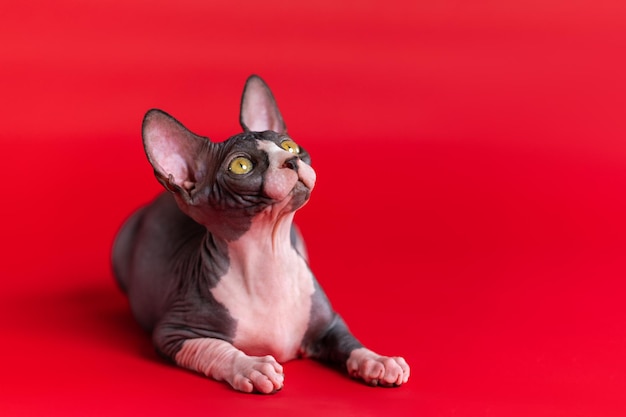 Zwart-wit kale Sphynx-kitten ligt met opgeheven hoofd en toont nek en borst en kijkt omhoog