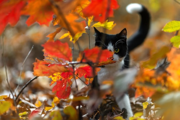 Zwart-wit katje in het herfstpark.