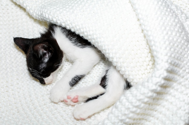 Zwart-wit kitten slapen onder een deken, kopie ruimte