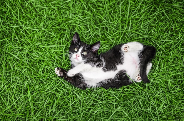 Zwart-wit kleurenkatje op groen gras dat cameranieuwsgierigheid bekijkt