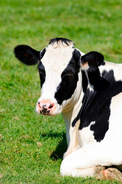 Zwart-wit koe liggend op groen gras, verticale weergave