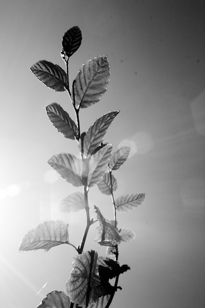 Zwart-wit opname van een tak met bladeren tegen de lucht met een lensflare