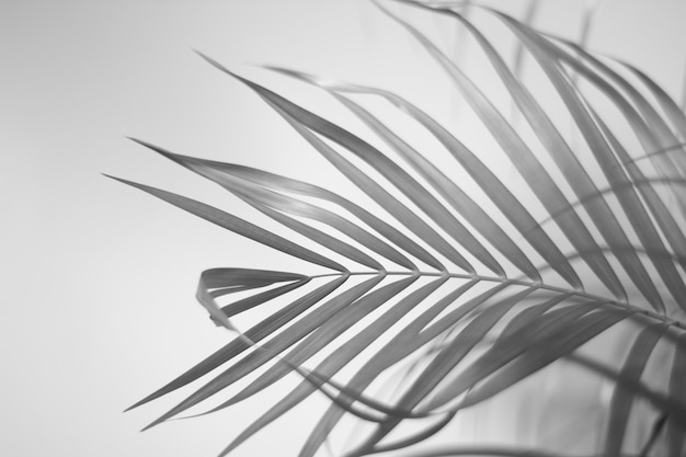 Zwart-wit palmbladeren met schaduw op de muur