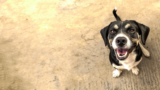 Zwart-wit puppy met een grote glimlach die omhoog kijkt, naast de ruimte om tekst of bericht in te voeren