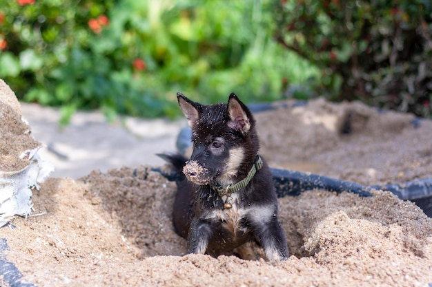 Zwart-wit puppy zit in emmer zand Neus in het zand Ondiepe scherptediepte Horizontaal