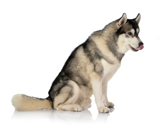 Zwart-wit Siberische Husky hond op wit