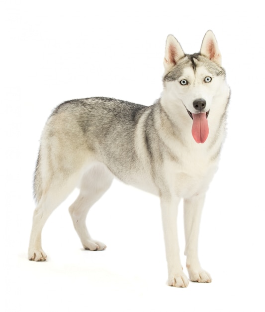 zwart-wit Siberische Husky hond