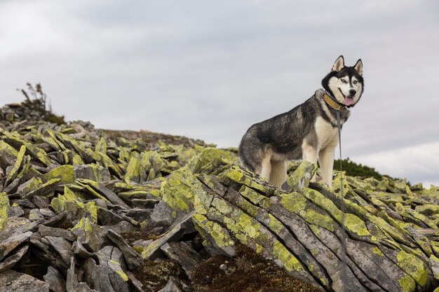 Zwart-wit Siberische husky staande op een berg op de achtergrond van bergen en gele stenen De hond grimassen Gelukkige hond op een natuurlijk landschap