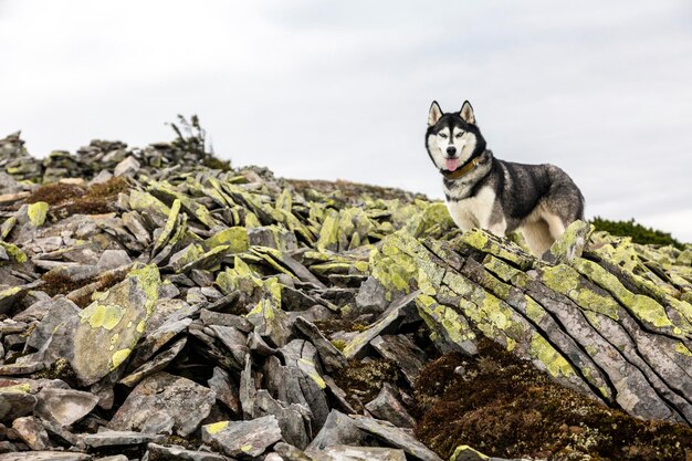 Zwart-wit Siberische husky staande op een berg op de achtergrond van bergen en gele stenen De hond grimassen Gelukkige hond op een natuurlijk landschap