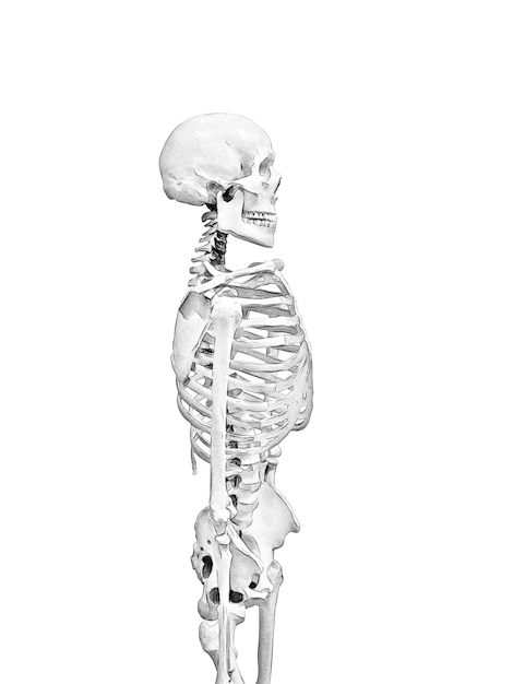 Zwart-wit tekening van een menselijk skelet op een witte achtergrond