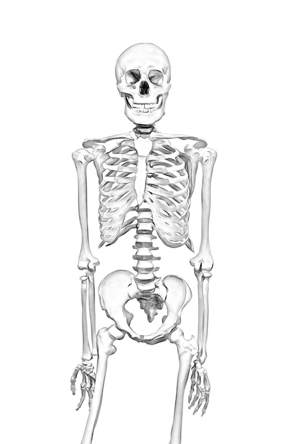 Zwart-wit tekening van een menselijk skelet op een witte achtergrond