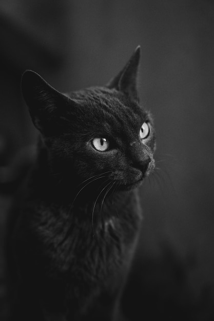 Zwart-witfoto van een grijze kat