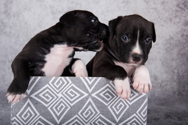 Zwart-witte amerikaanse staffordshire terrier-honden of amstaff-puppy's op grijze achtergrond